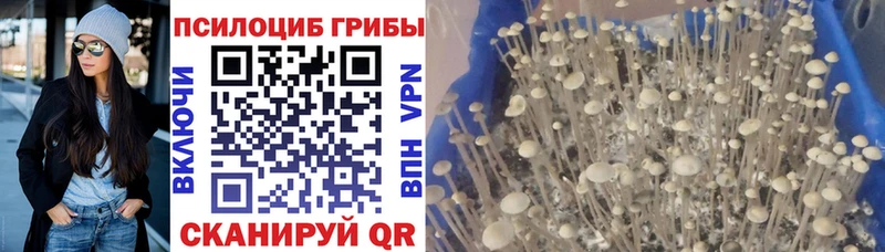 Галлюциногенные грибы Magic Shrooms  где купить наркотик  Абинск 